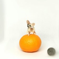 Микро чихуахуа