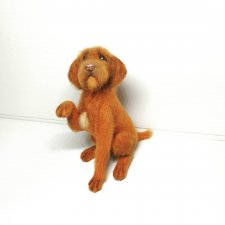 Жесткошерстная выжла