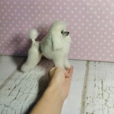 Белый пудель