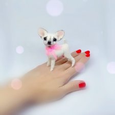 Микро чихуахуа