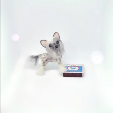 Китайская хохлатая собачка