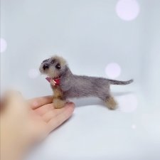 Жесткошерстная такса