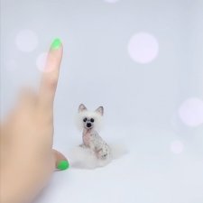 Китайская хохлатая собачка