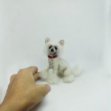 Китайская хохлатая собачка