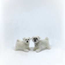 Щенки мальтезе