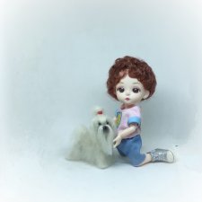 Мальтийская болонка