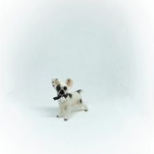 Французский бульдог