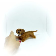 Жесткошерстная такса