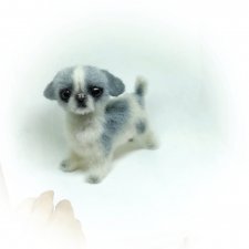 Щенок японского хина