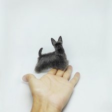 Ещё один скотч терьер