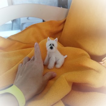 Вест-хайленд-уайт-терьер