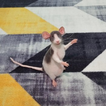 Крыс Роджер