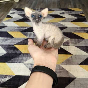 Сиамский котик