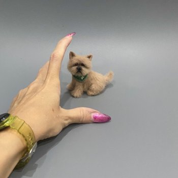 Пёсель Бобик