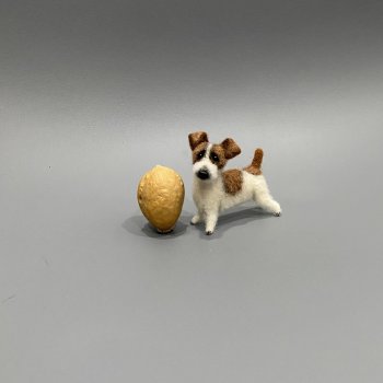 Джек Рассел терьер