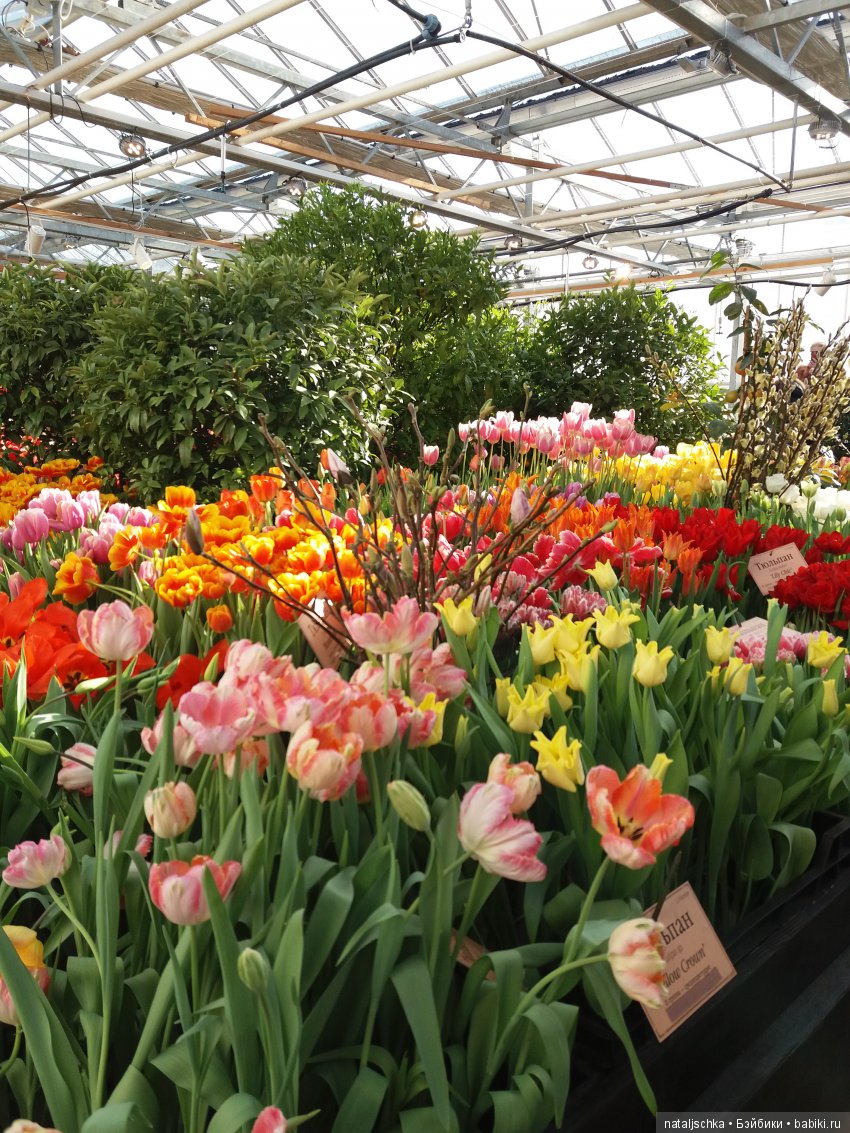 Фима встречает весну — Интересные игрушки и фигурки (разное): редкие (фото 8)