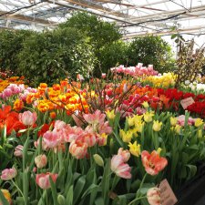 Фима встречает весну