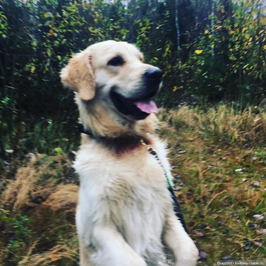 А мы все еще на даче — Куклы Irrealdoll (Ирреалдолл): BJD (БЖД) (фото 10)