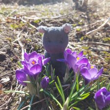 Крокусы