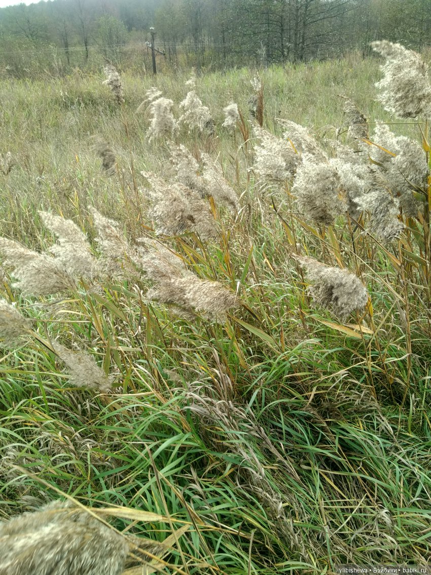 Эмилия приехала! Или как мы ходили Валентину встречать