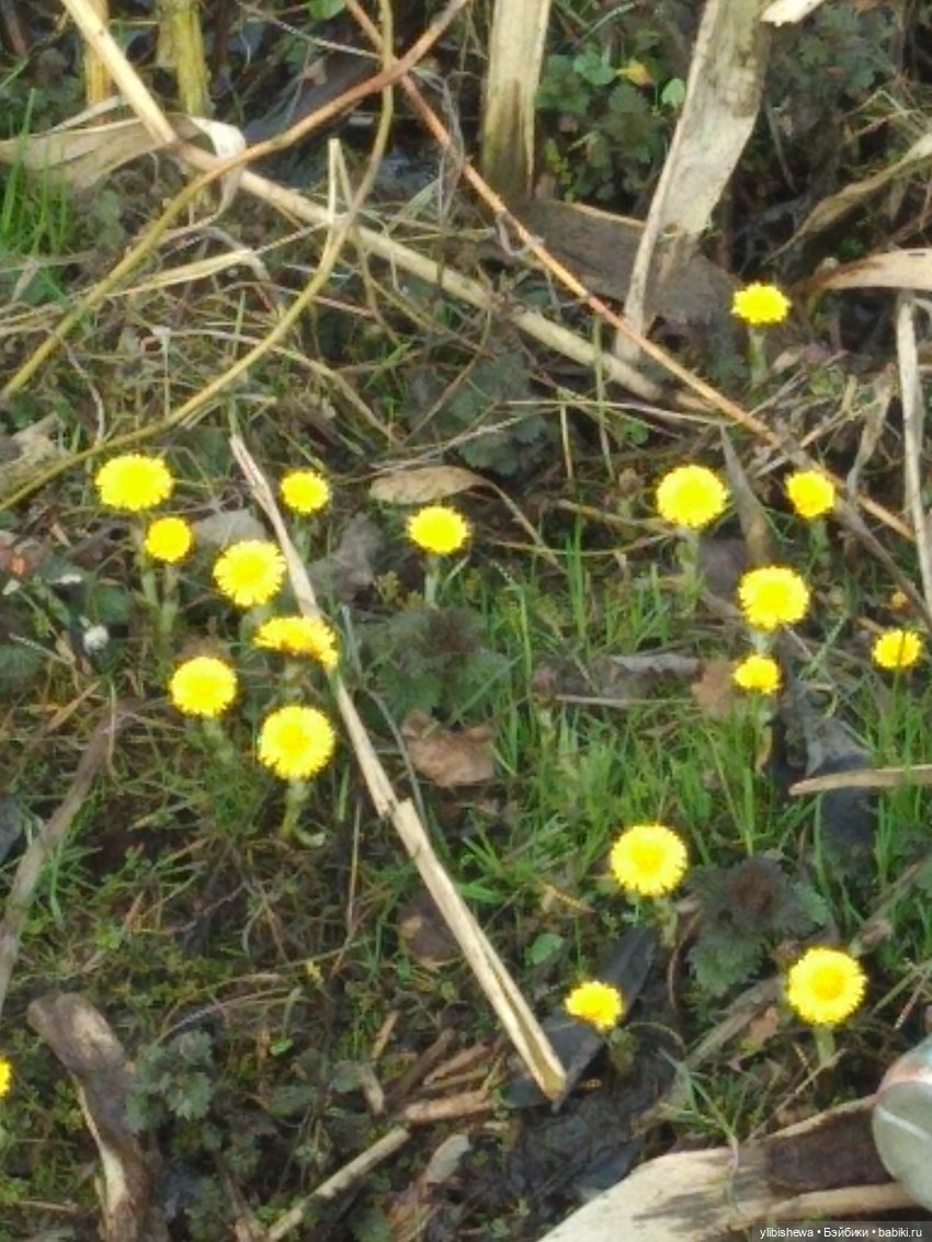Девочка Осень или весна пришла (фото 3)