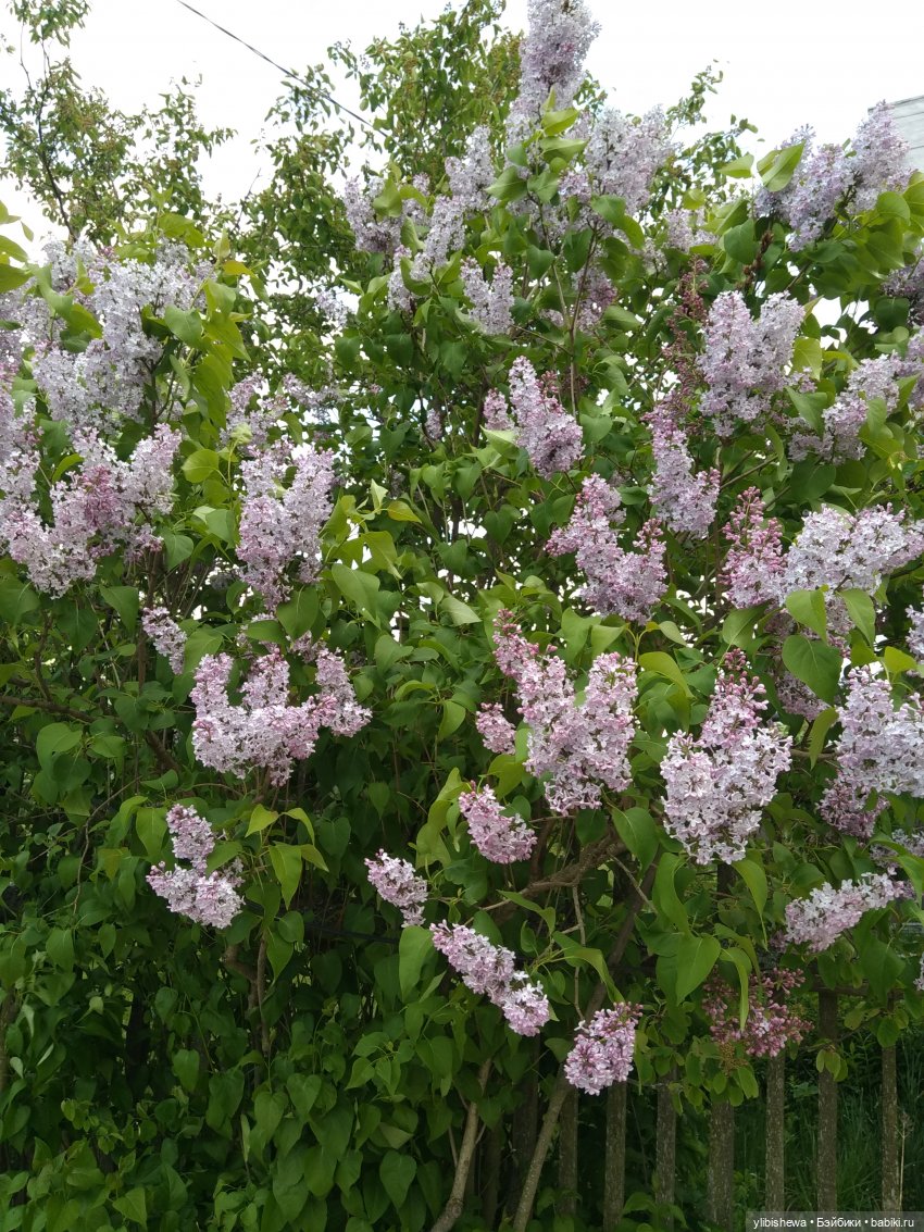 Будем жить с надеждой или что делает меня счастливой (фото 8)