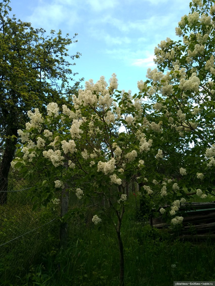 Будем жить с надеждой или что делает меня счастливой (фото 2)