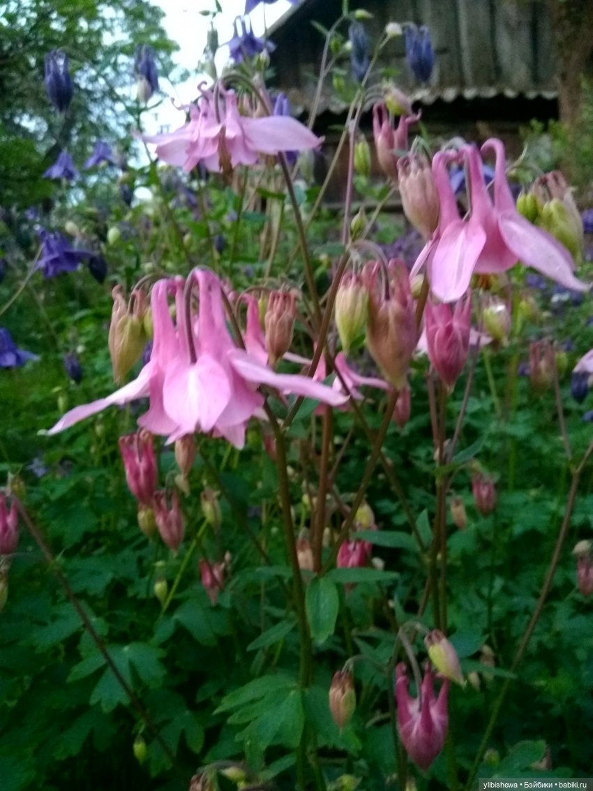 Будем жить с надеждой или что делает меня счастливой (фото 6)