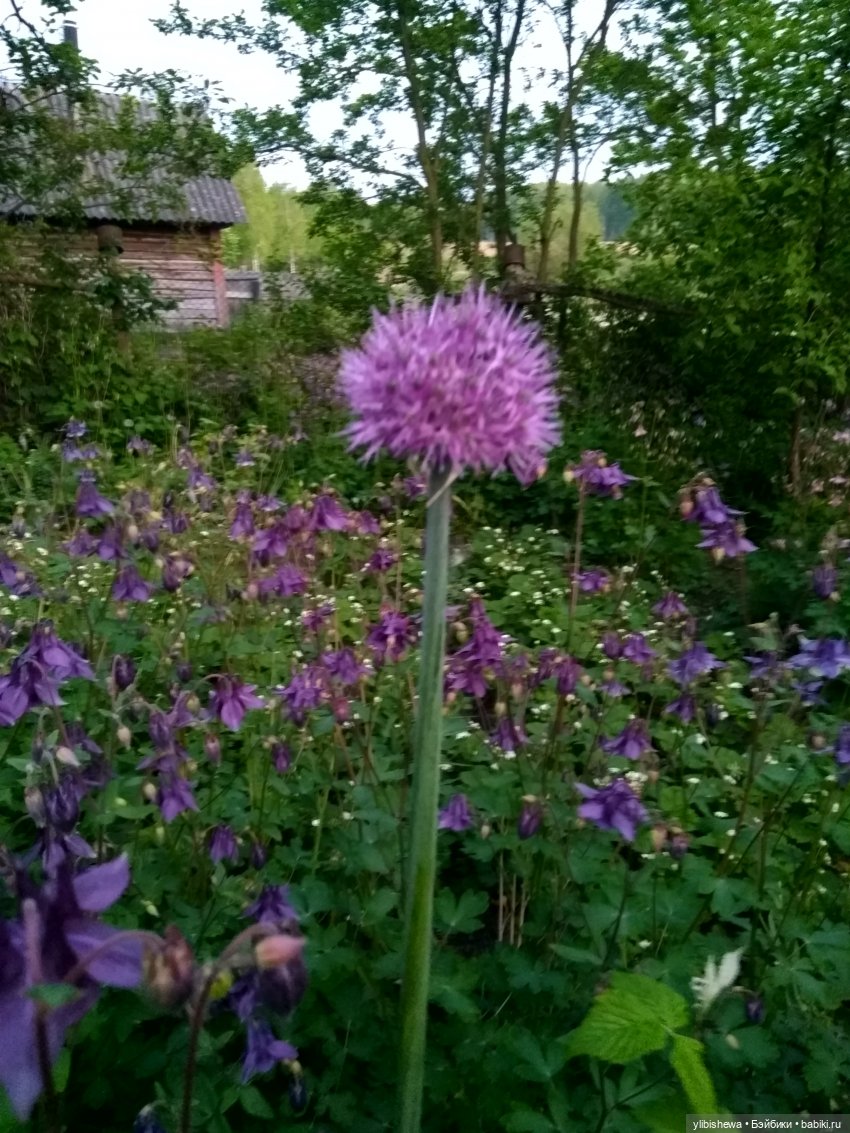 Будем жить с надеждой или что делает меня счастливой (фото 7)