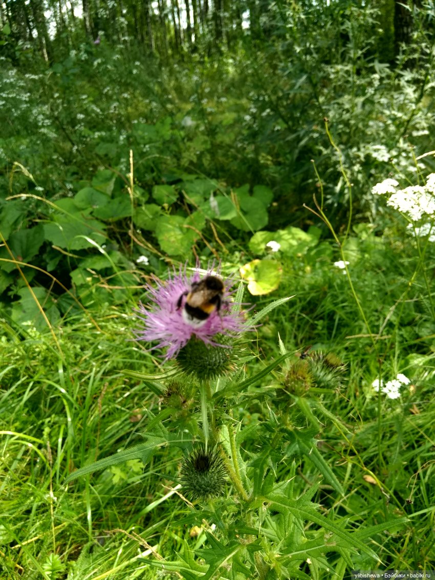 Corolle - мои куколки цветочки