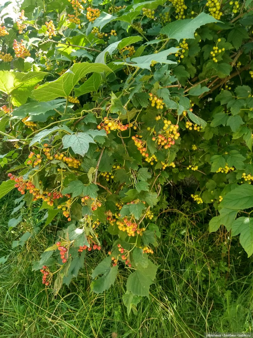 Corolle - мои куколки цветочки