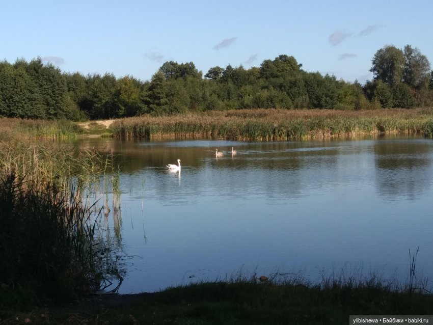 Осенняя прогулка с Тони и Симоном (фото 2)