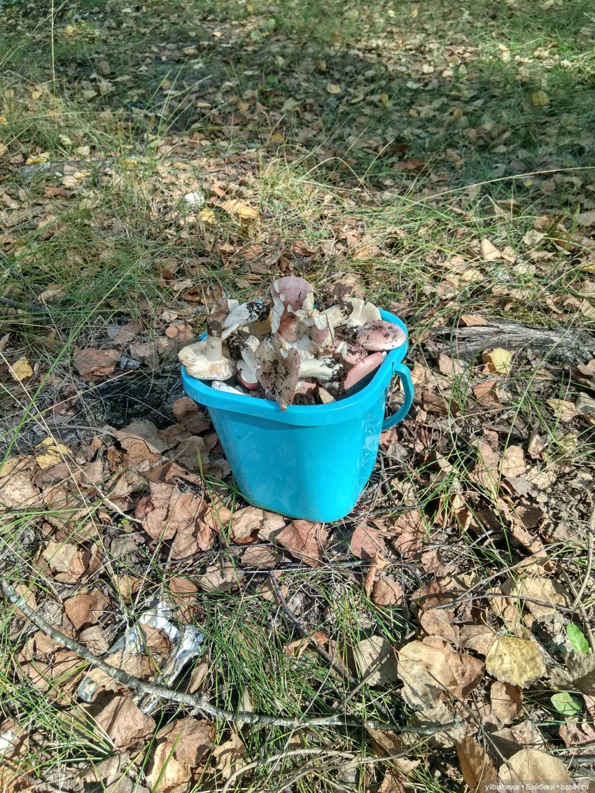 Осенняя прогулка с Тони и Симоном