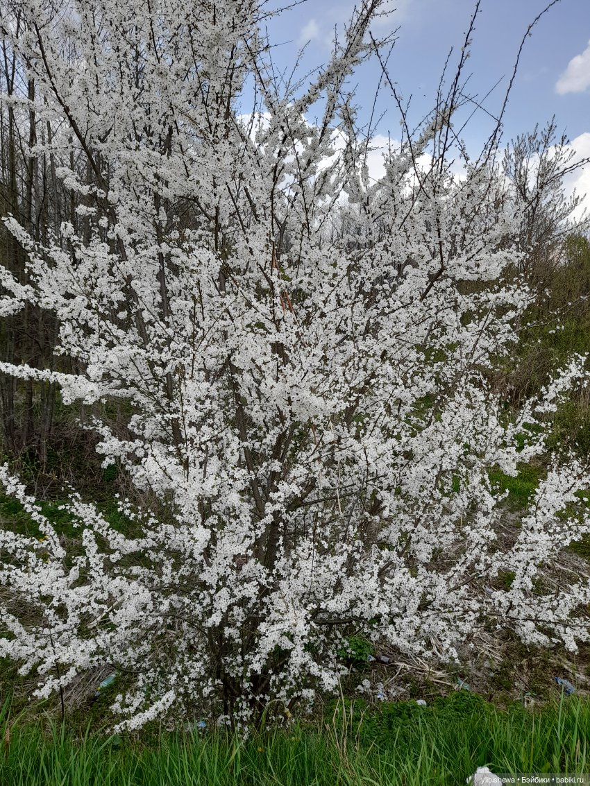 Весна и куклы. Куклы и весна (фото 2)