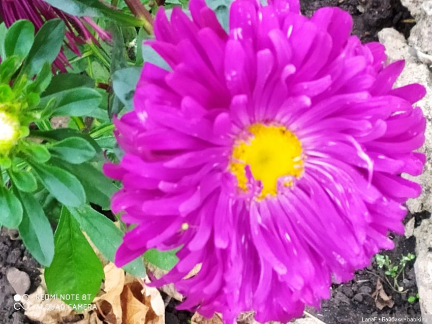 Поездка Розочки rosebud на дачу с друзьями