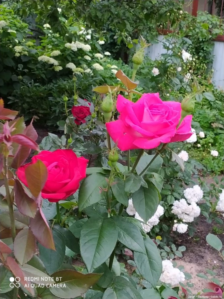 Поездка Розочки rosebud на дачу с друзьями (фото 3)