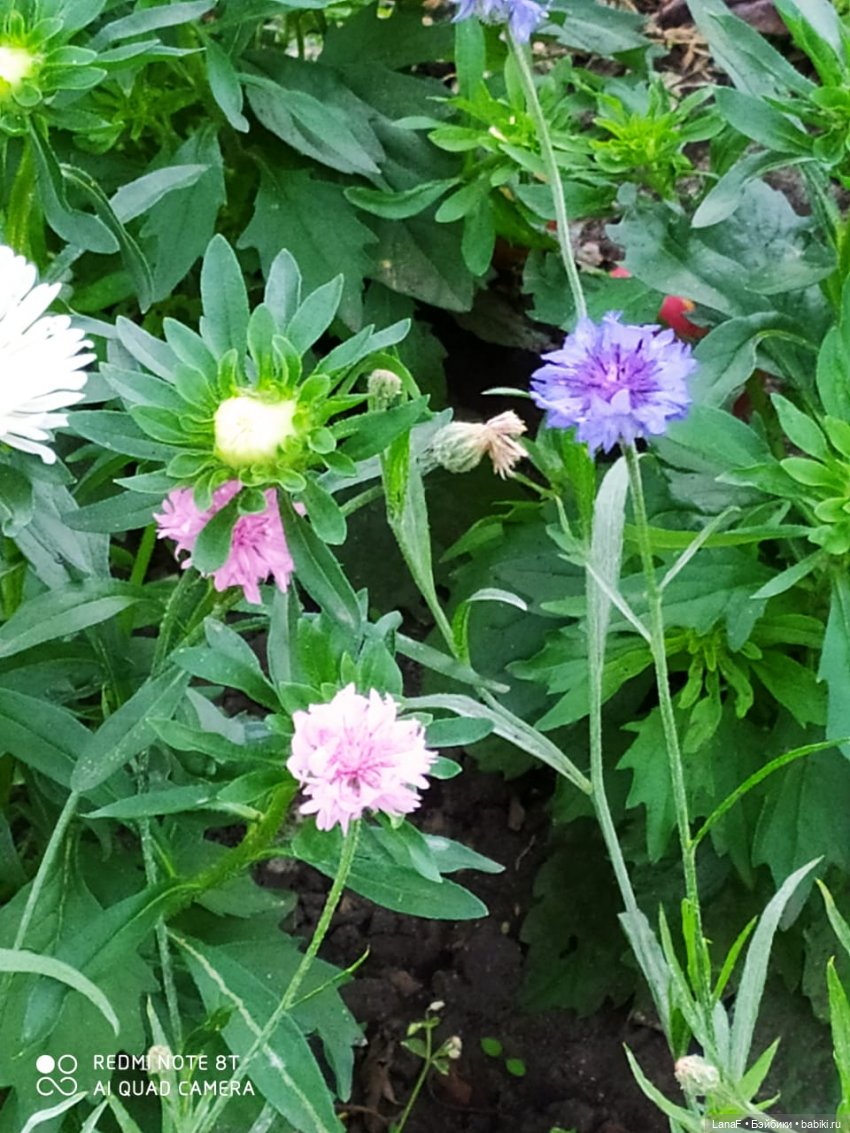 Поездка Розочки rosebud на дачу с друзьями (фото 2)