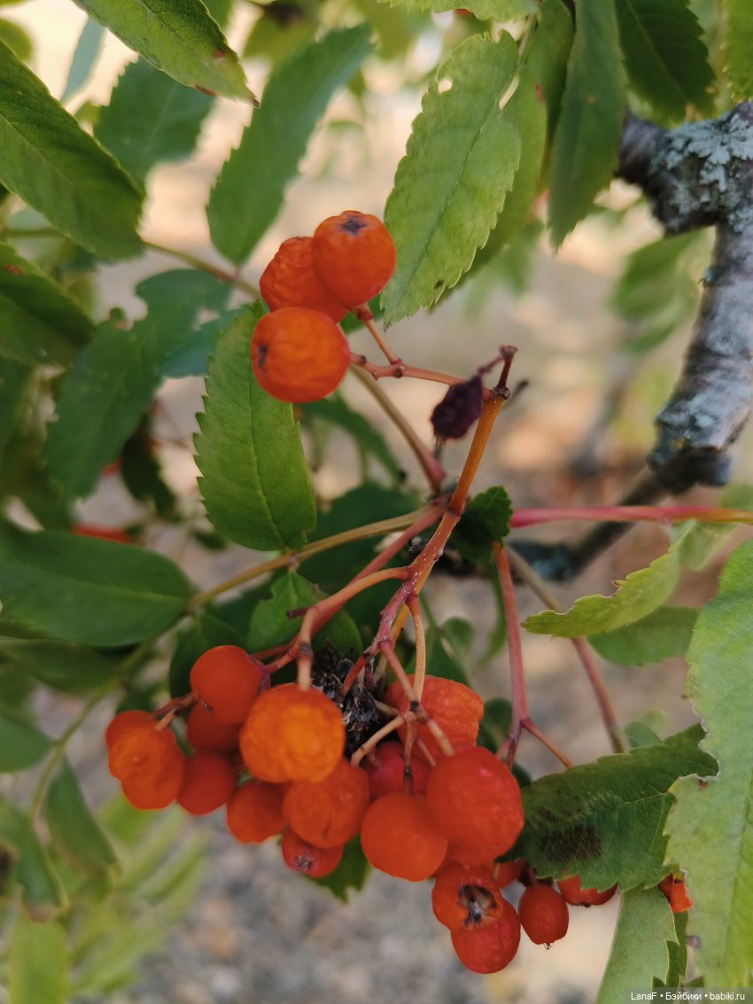 Элинкины рассказы или " Зелёный жук и золотая осень". Мини Адора mini adora (фото 2)