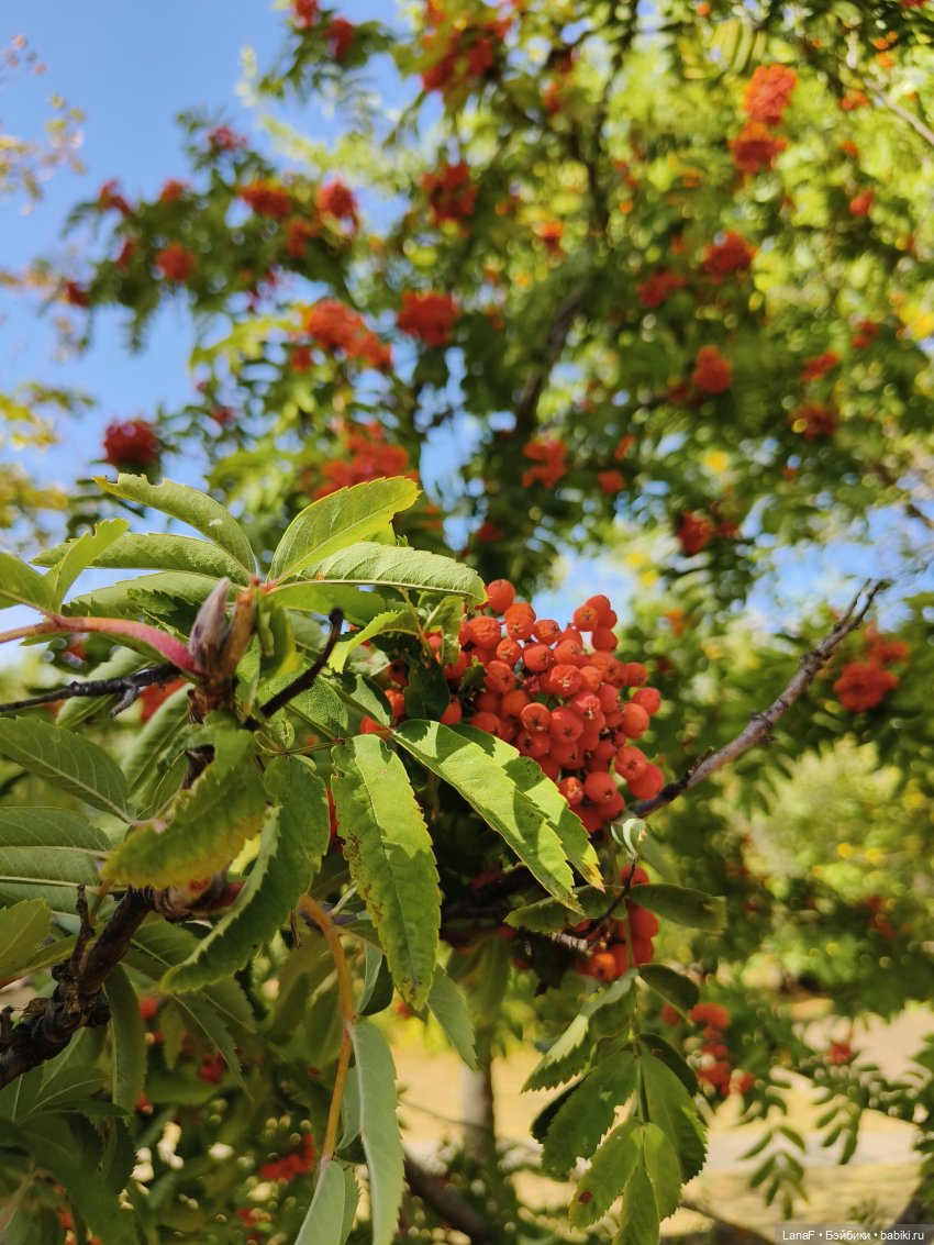 Элинкины рассказы или " Зелёный жук и золотая осень". Мини Адора mini adora (фото 4)
