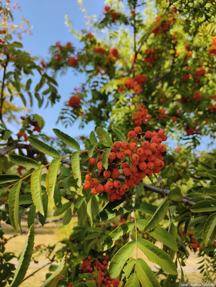 Элинкины рассказы или " Зелёный жук и золотая осень". Мини Адора mini adora