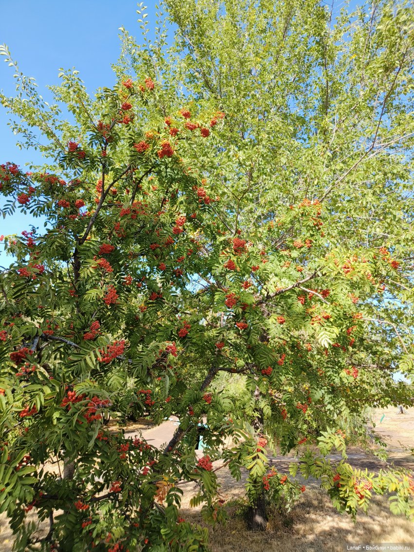 Элинкины рассказы или " Зелёный жук и золотая осень". Мини Адора mini adora (фото 5)