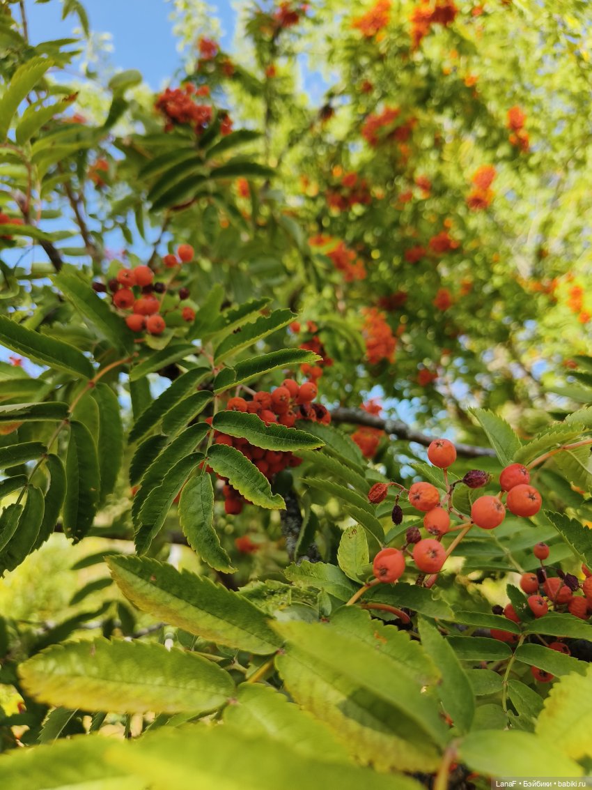 Элинкины рассказы или " Зелёный жук и золотая осень". Мини Адора mini adora (фото 3)