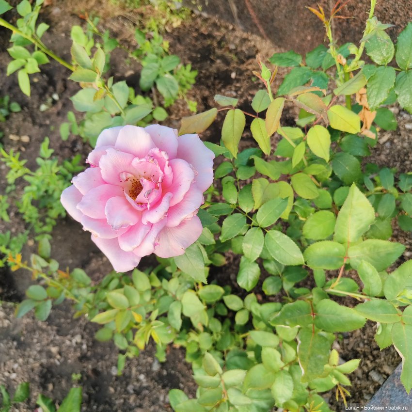 Летние прогулки Эмилии 🍒🍋‍🟩💛( Габриэль Мюллер 23см Gabriel Muller) (фото 3)