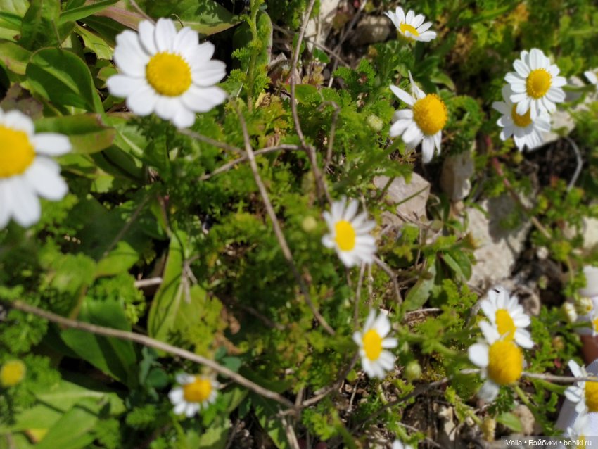 Последняя прогулка — Болталка и разговоры обо всем: жизнь