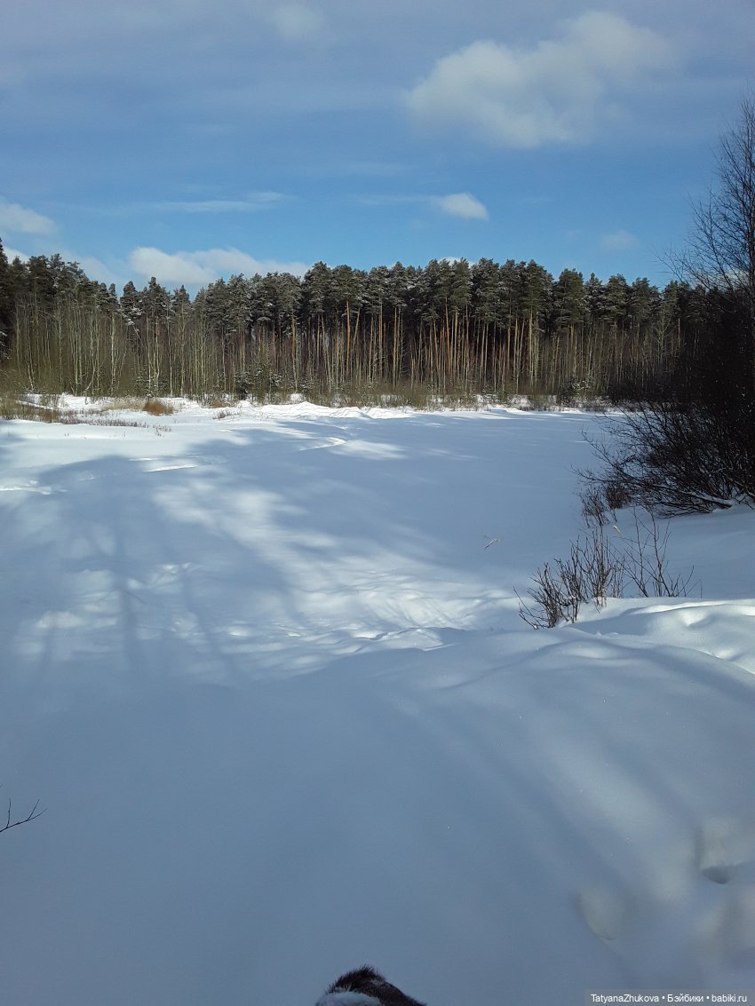 "Идет зима- аукает, мохнатый лес баюкает стозвоном сосняка..." (фото 2)