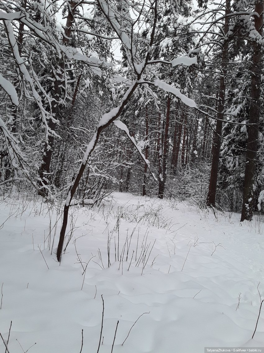 "Деревья в снегу утопают. Красива ты всё же, зима