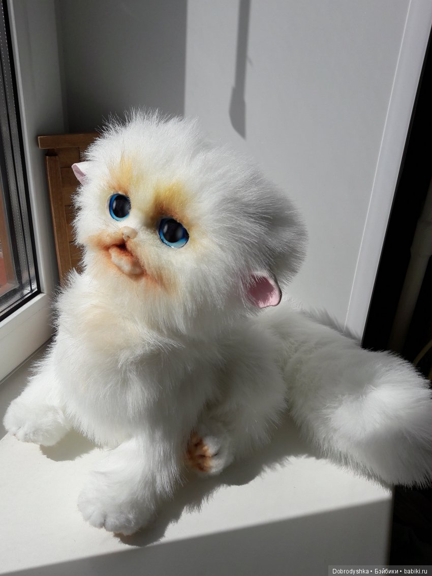 Кот плакса. Кот плакса.
