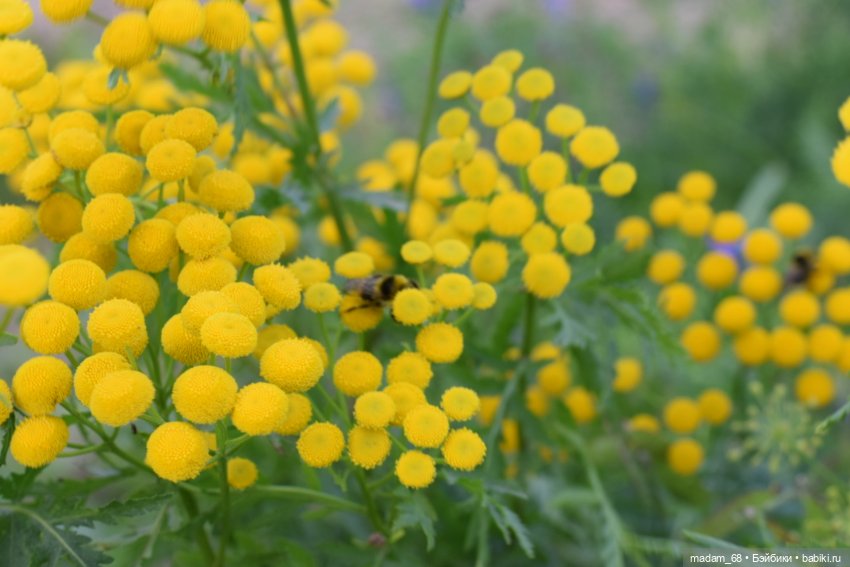 Просто природа... Просто цвергуши