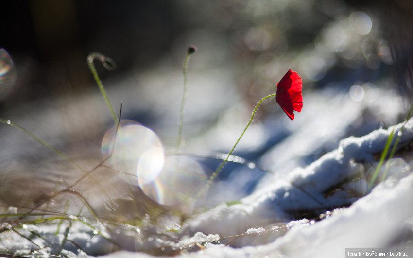 Зимний сон про алые маки на снегу