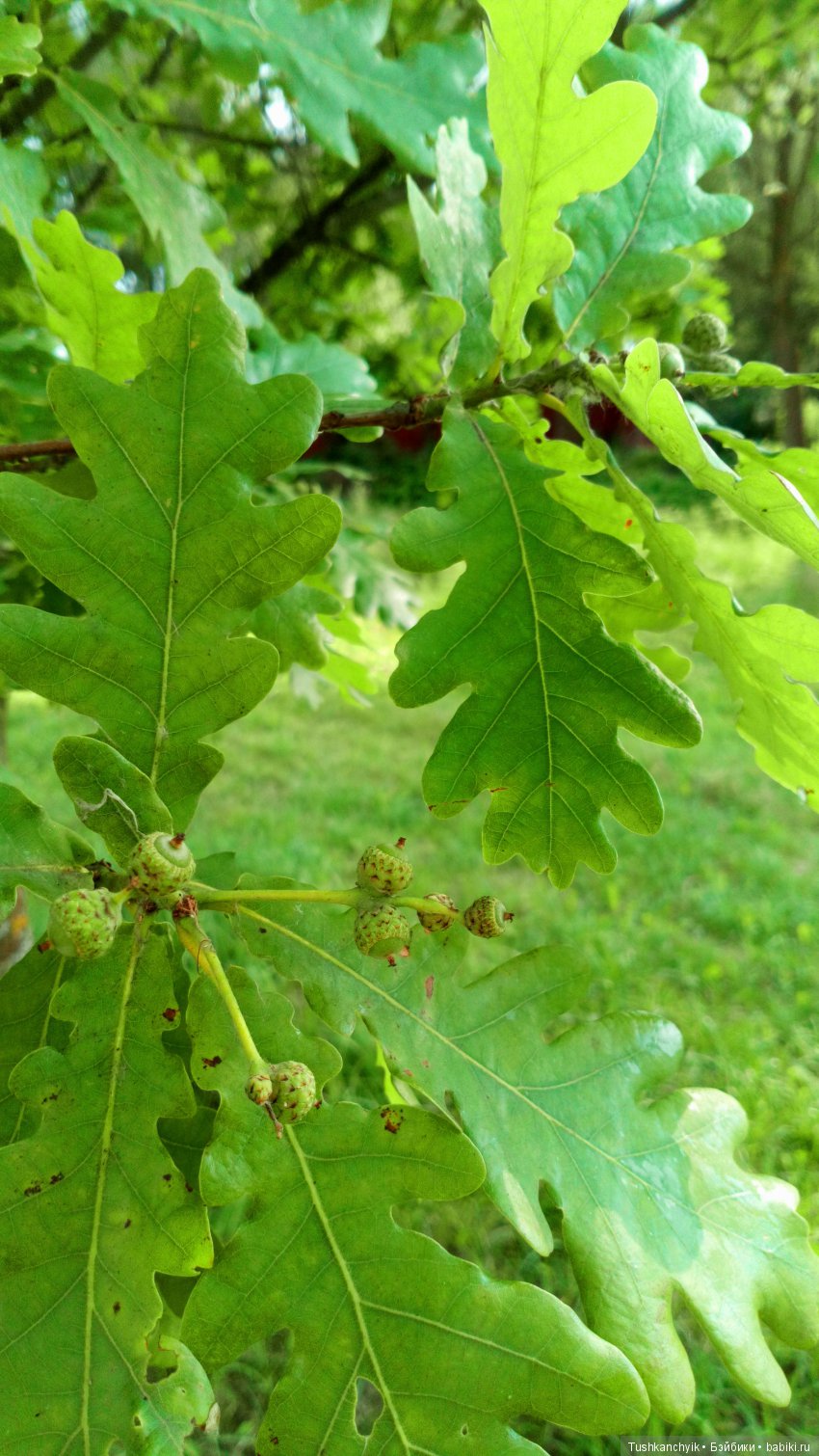 Каролинка и Марик. Дождь 2. или, наконец-то, немножко погуляли (фото 8)